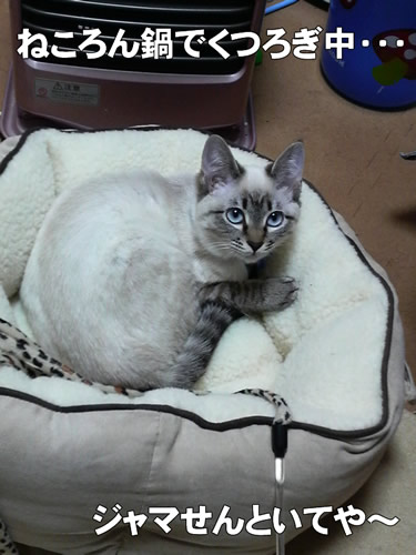 期待を裏切らぬ ねころん鍋