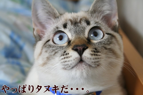 た~ぬこ~た~ぬこ~ツンデレた~ぬこ