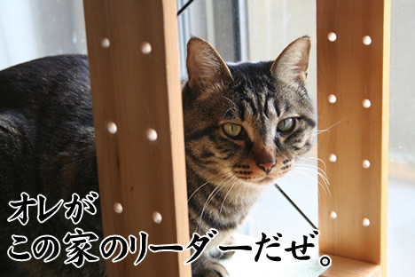 猫リーダーさすがの貫禄6kg越え。
