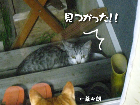 またしても仔猫!