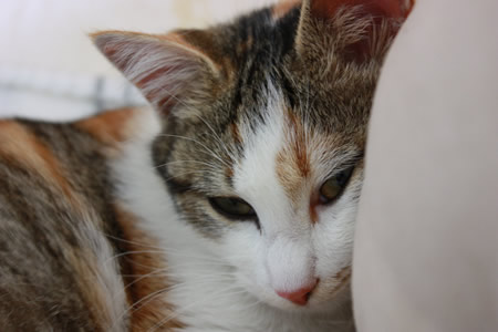 眠たいの・・・