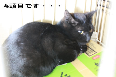 おんなのこ???