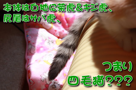 尻尾がサバ虎???