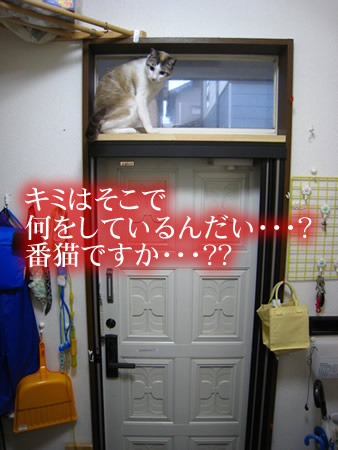 銀ちゃんでした。
