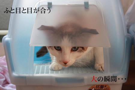 それは、大・・・