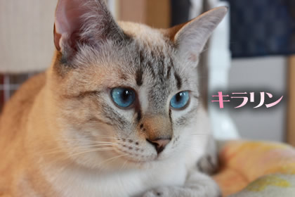 すっかり美猫。