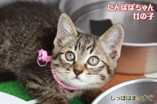 たんぽぽちゃん