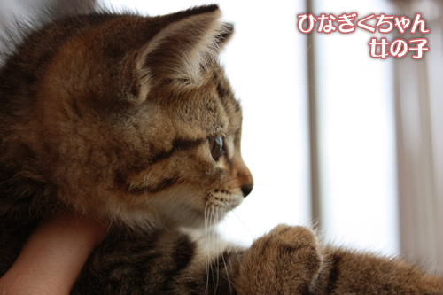 ひなぎくちゃん