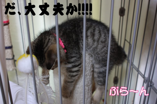 ひなぎくちゃん、しっかり!!