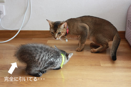 婿登場、おびえる嫁。
