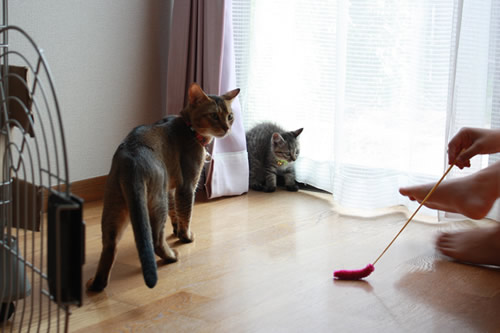 ねこじゃらしでも和まず。