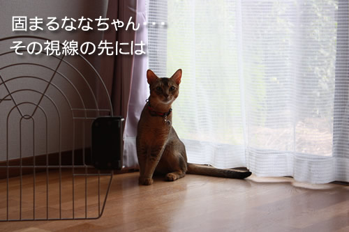 固まる婿。その視線の先に