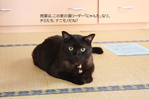 にゃんたくん大歓迎?