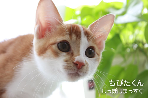 ちびたくん