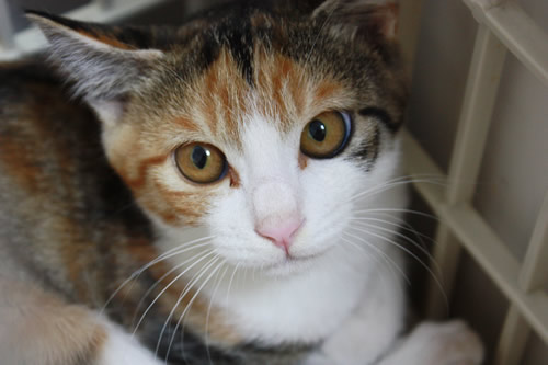 美三毛仔猫でっせ