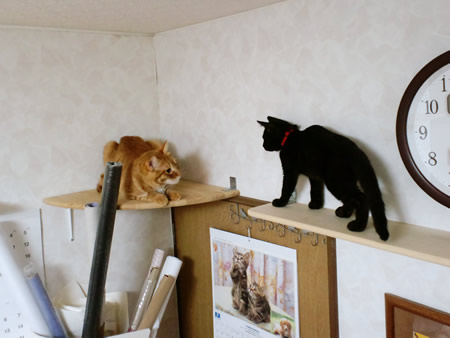 いきなりキャットウォーク進出