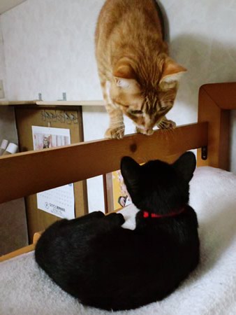 でも、いきなりベッドもどうよ?