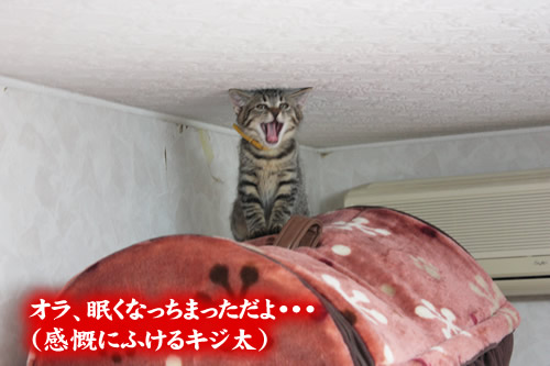 キジ太、我が家を制覇する