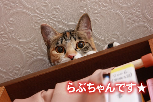 らぶちゃん、高いところも大好き