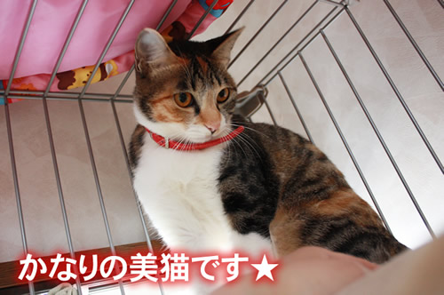 まあ、けっこうツンデレ(ツン多し)です