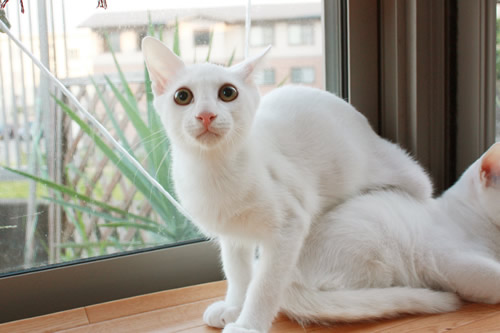 チヒロくん