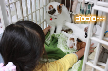 たまこの手にゴロゴロ