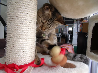 すずちゃん、相変わらず元気。