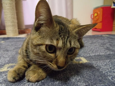 幸せをひっかけてきたすずちゃん