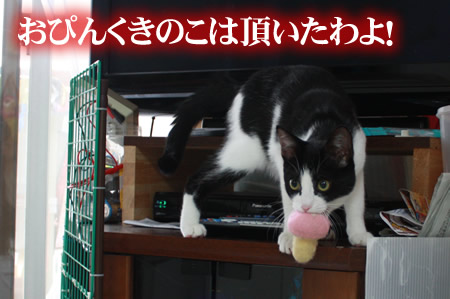 み~ぃつめるきゃっつあいっ♪