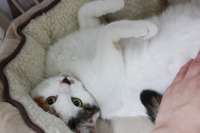 ふふふ・・・ほうら、触りたいでしょ?