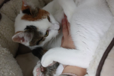 くんくん
