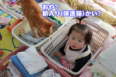 新たに保護しました!