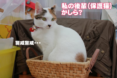 ミイちゃん、とうとう姉さんです・・・