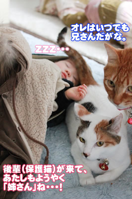 すっかり姉さん気分のミイちゃん。見守りモード。