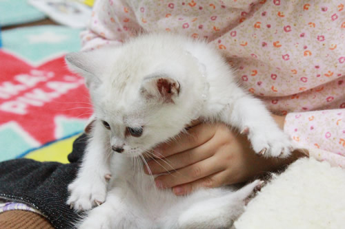 祈里(いのり)ちゃん 里親募集中