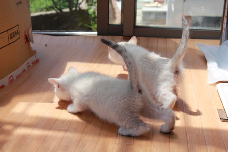 祈里 せつな 里親募集中