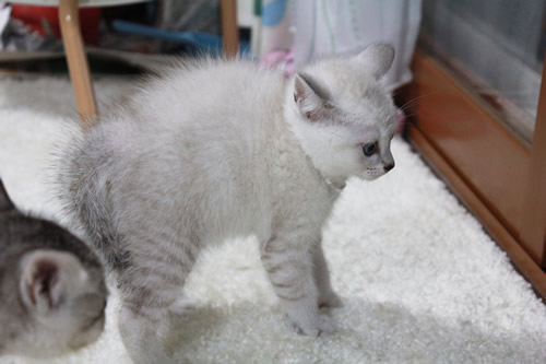 すごんでもかわいい・・・