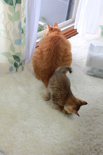 やほーい