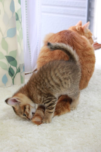 にーさんのしっぽ面白い~