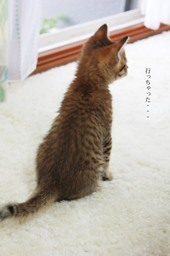 行っちゃった・・・