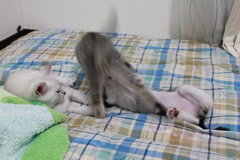 襲来