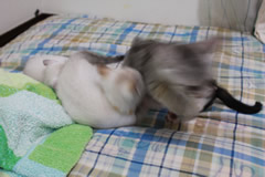 奏乱入