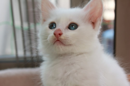 新