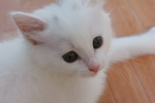 ひより
