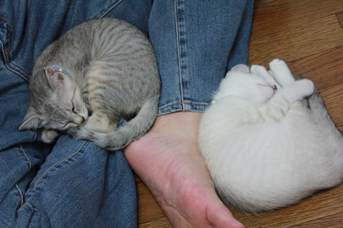 猫大人気