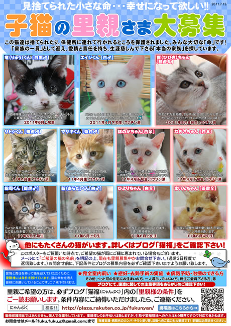 猫里親募集ポスター
