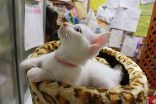 れいあ