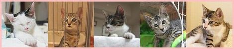 猫日記へ