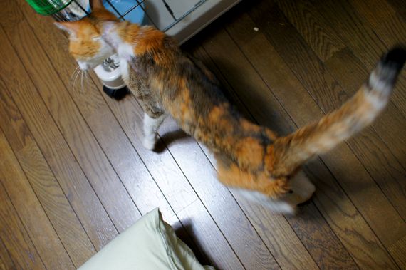 DSC01154t.jpg