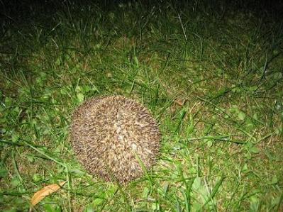 ハリネズミ